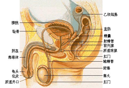 男性生殖器勃起图