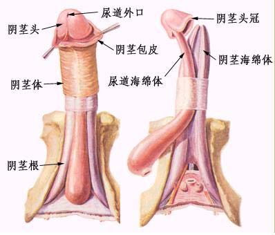 ed的症状图片