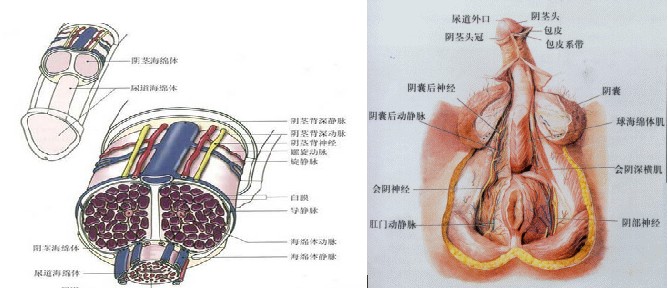 早泄的症状图片