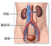 男性膀胱炎症状图